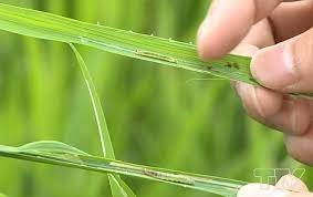 Thanh Miện chủ động phòng trừ sâu bệnh gây hại lúa mùa cuối vụ